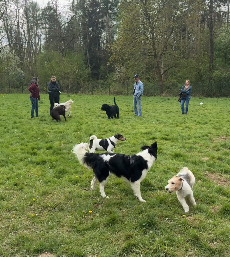 Hundewiese